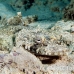 crocodilefish_flathead_nus_h_0705_png1752.jpg